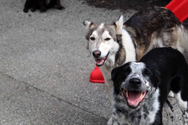 dog-sitting-slider Dog Sitting - 2 dogs smiling