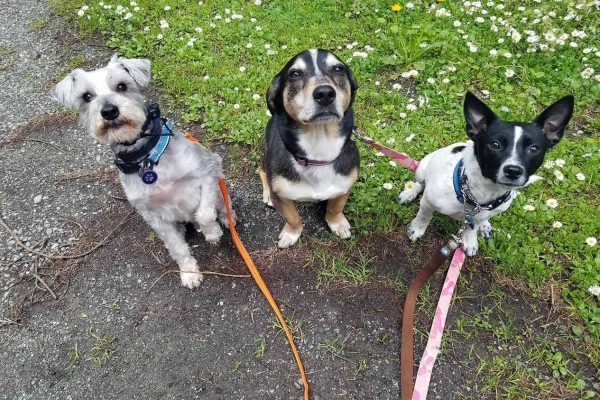 Dog Sitting Dog Sitting - 3 dogs sitting